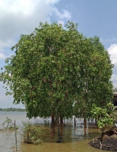Pohon Pedada